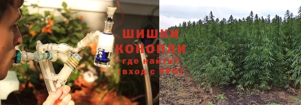 прущие грибы Абаза